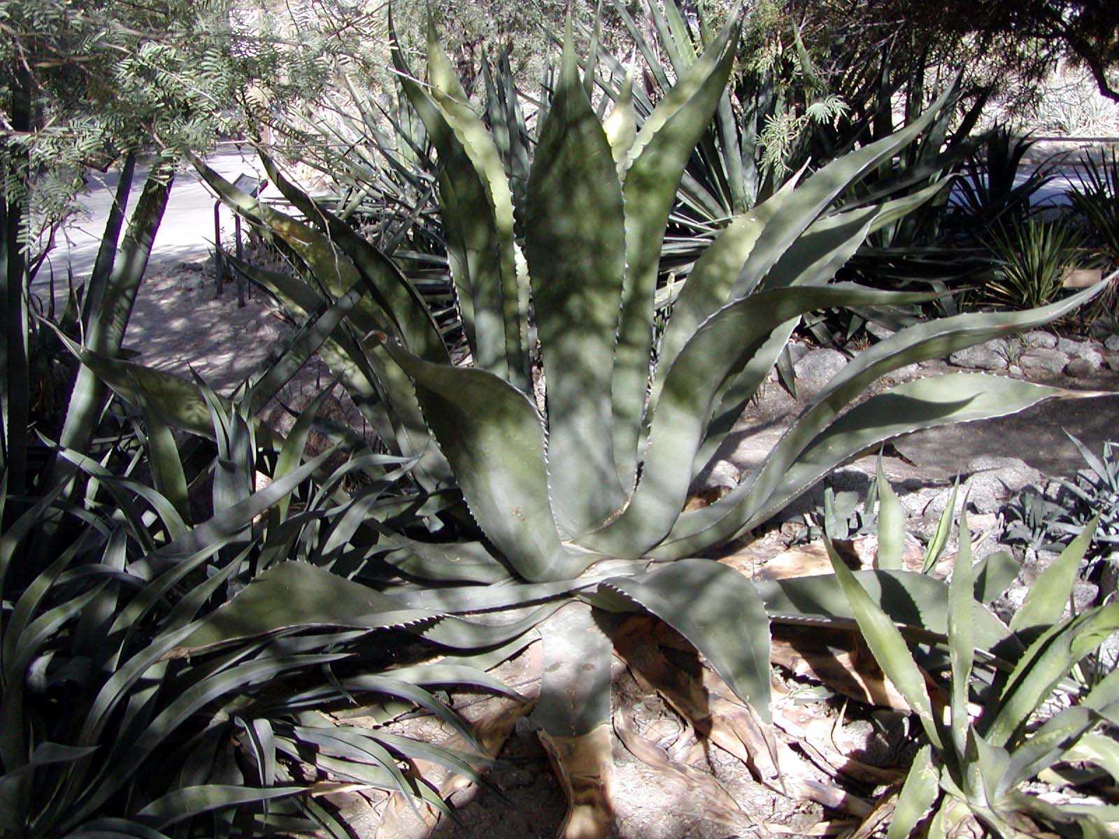 Agave grande de hojas anchas color verde grisáceo con bordes dentados, rodeado de otras plantas