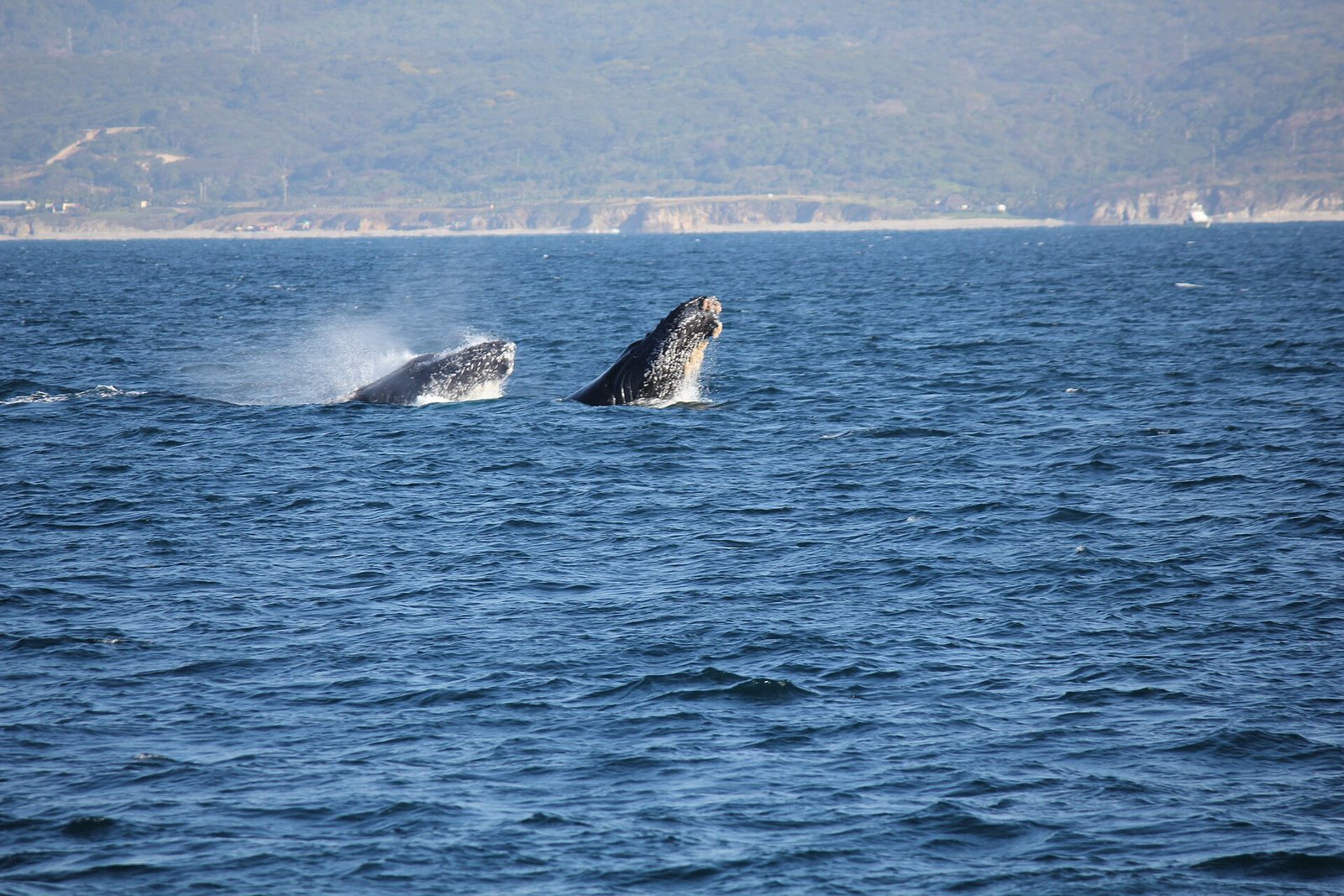 Dos ballenas jorobadas saliendo del agua en la Bahía de Banderas, con la costa al fondo