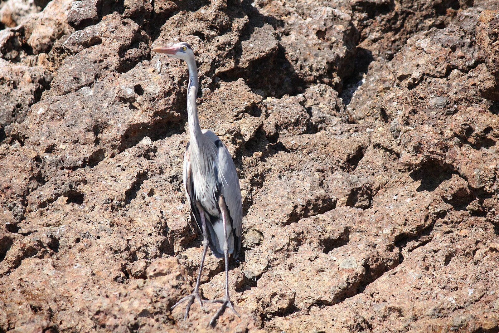 Garza parada sobre las rocas volcánicas de las Islas Marietas