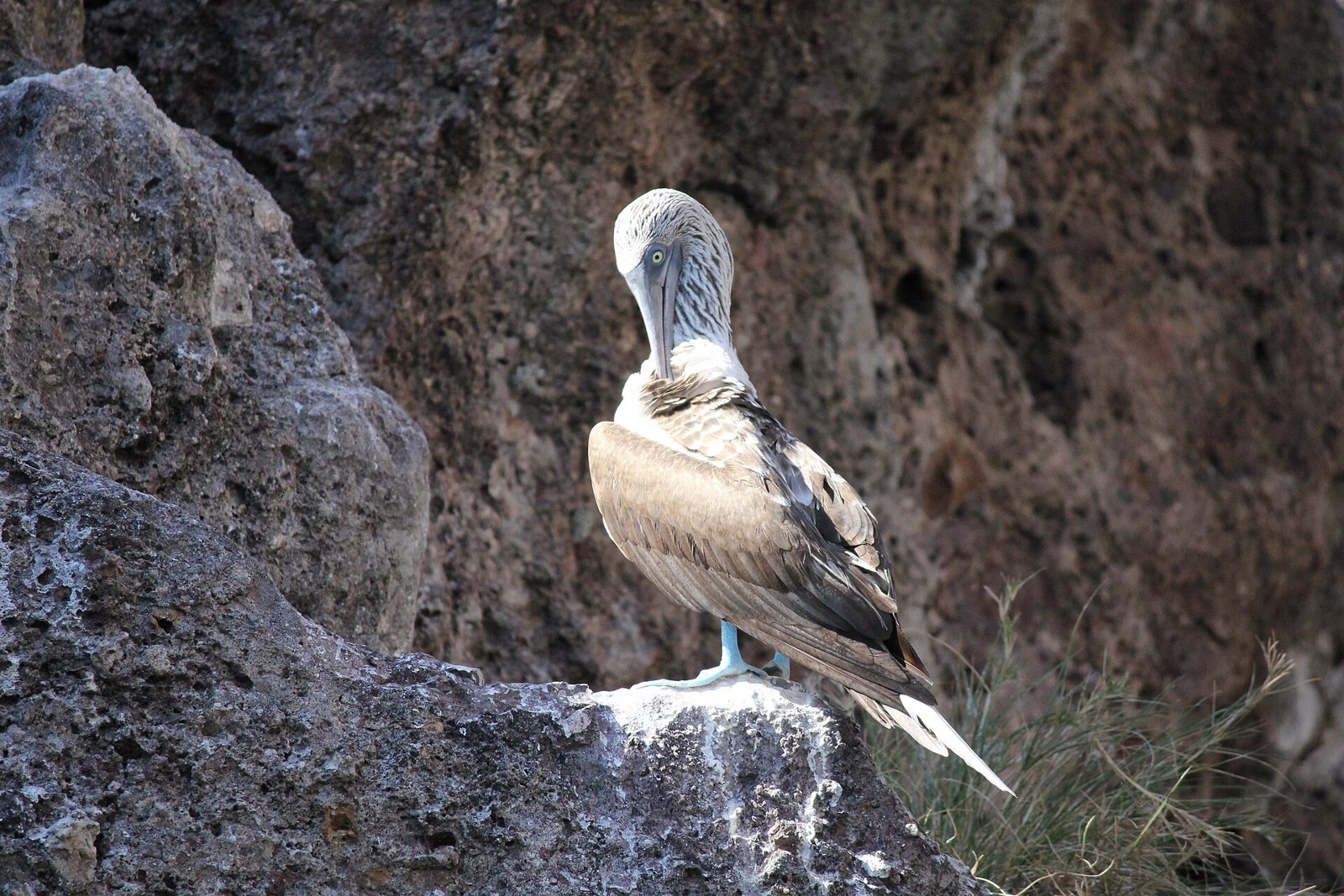 Pájaro bobo de patas azules acicalándose sobre una roca volcánica en las Islas Marietas