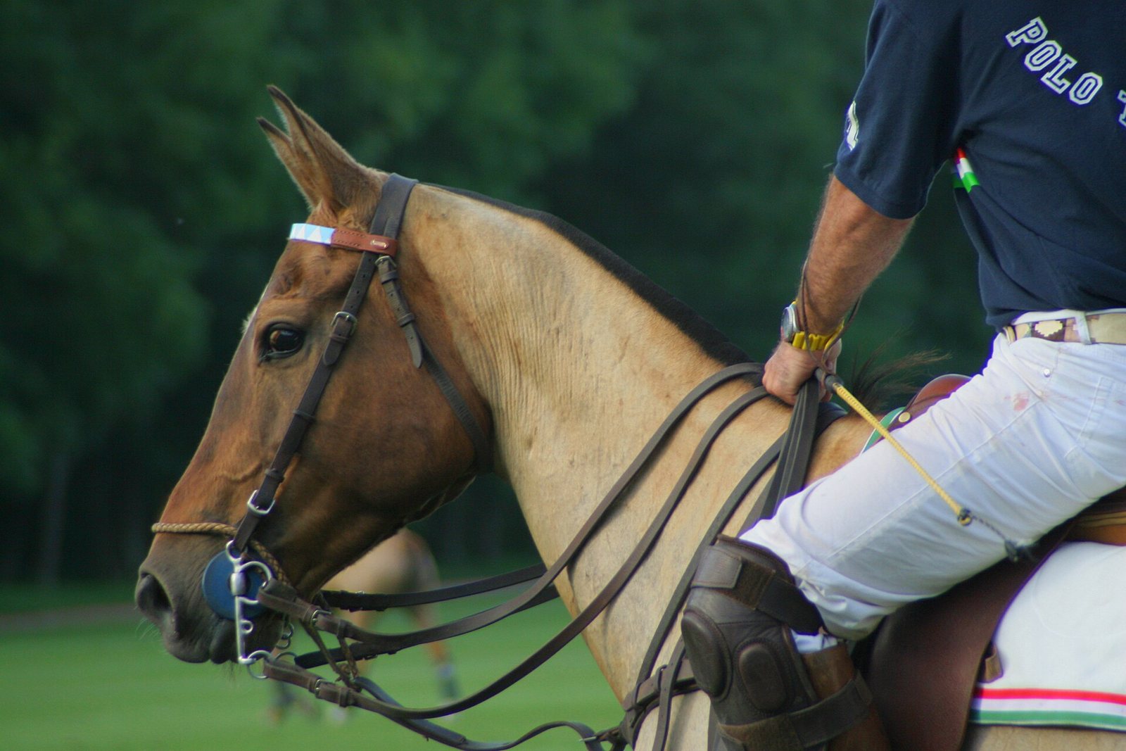 Primer plano de un caballo de polo con la crin corta, riendas de cuero y el jinete con rodilleras y taco