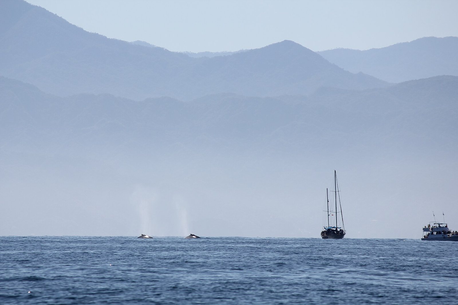 Dos ballenas jorobadas lanzando su soplo en la superficie, con un velero y una embarcación a distancia y la sierra al fondo