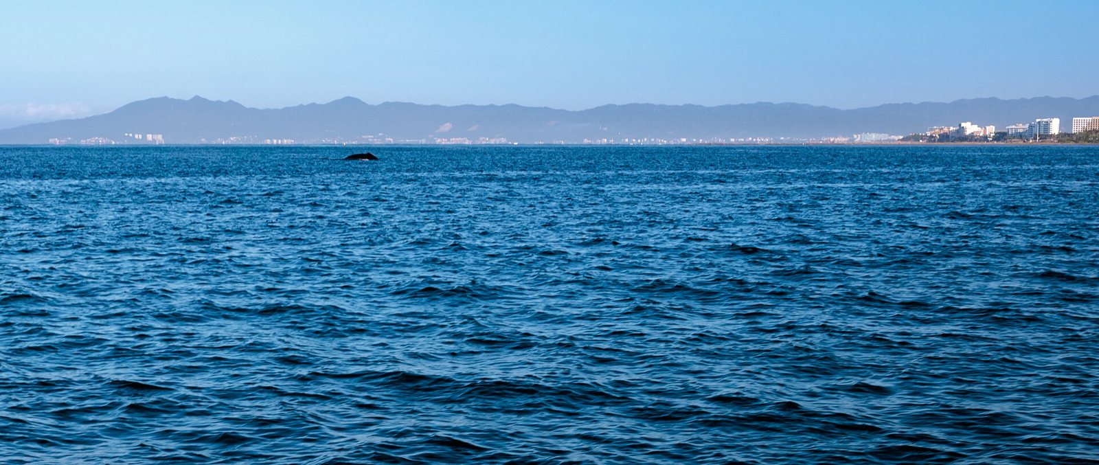 Lomo de una ballena jorobada asomando en la bahía, con la línea de hoteles de la costa y las montañas al fondo