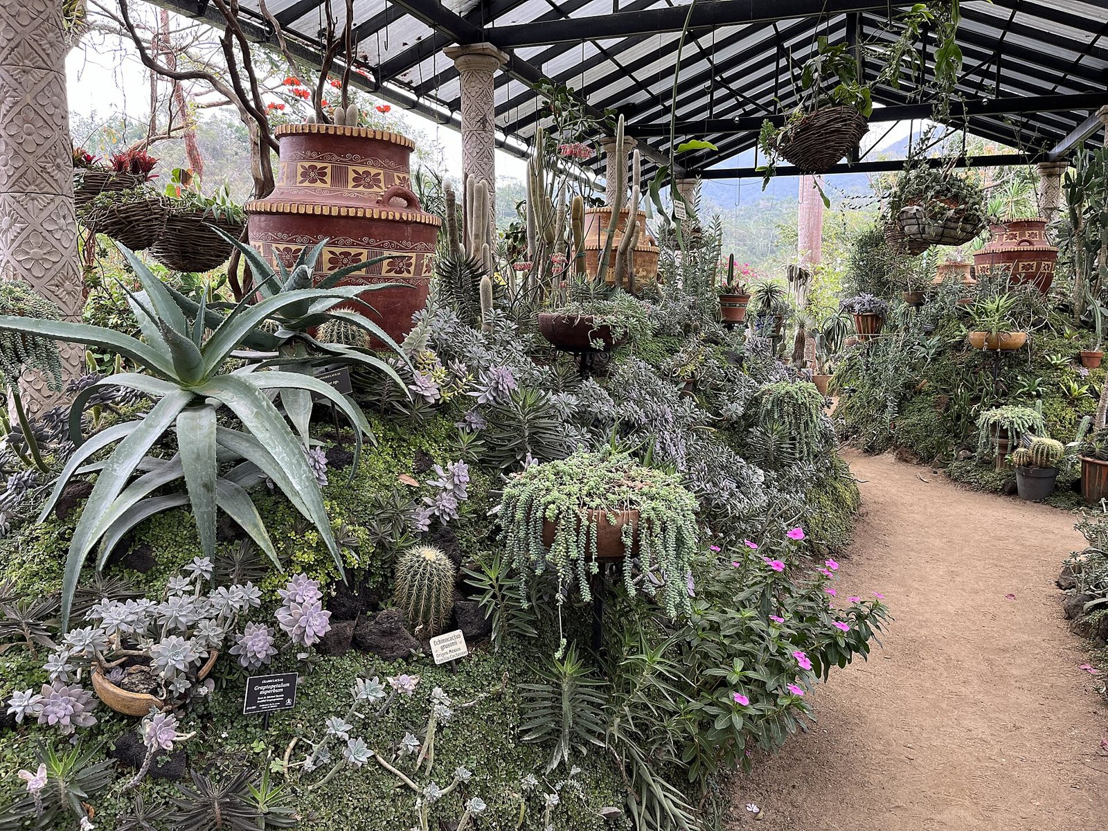 Área de cactus, agaves y suculentas bajo una pérgola, con macetas de barro y un camino de tierra