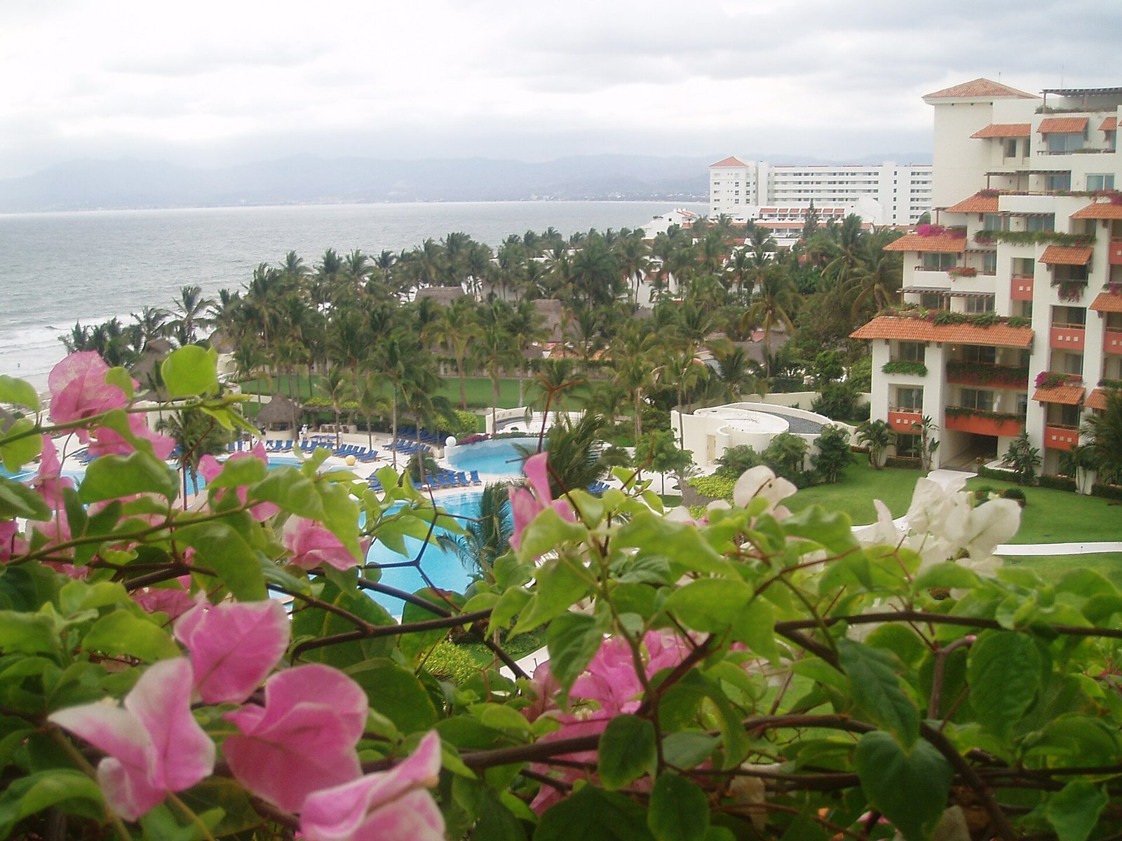 Buganvilias en primer plano y, detrás, albercas, palmeras y edificios de techos de teja de la zona hotelera de Nuevo Vallarta frente al mar